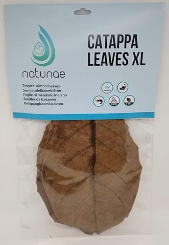 Hojas de Catappa - Almendro indio XL ( longitud +20 cm ) para acuario, paquete de 10 unidades