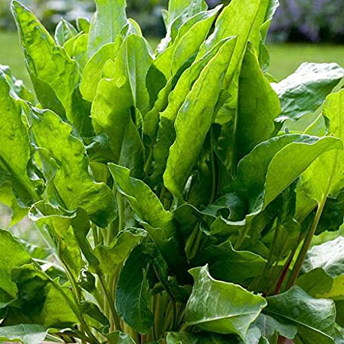 Radny 25 piezas de semillas de plantas de acedera