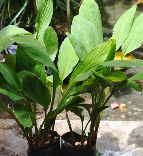 Mphmi Live Plant Nursery NCR Nurseryplant Black Turmeric, Kali Haldi - Plant (B0C4H3ZXMR) Amazon Price History, Amazon Price Tracker