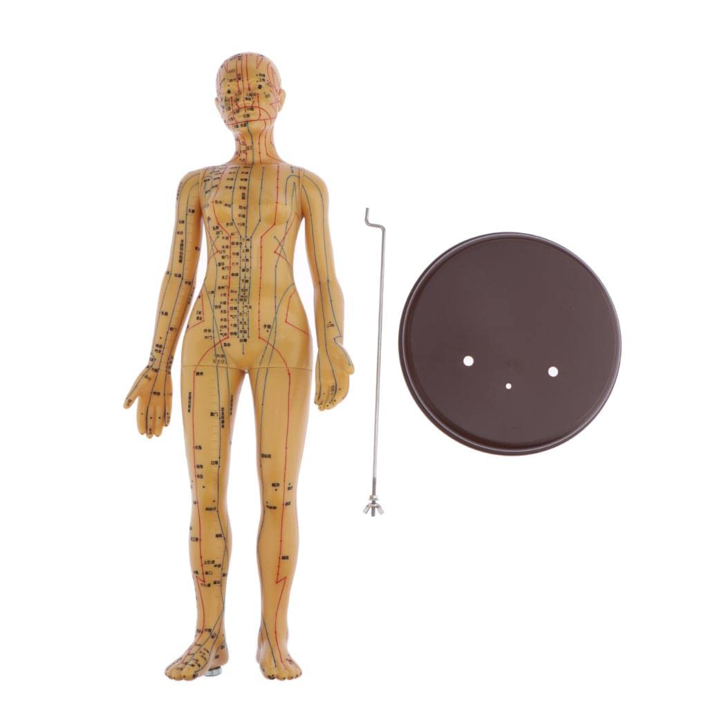 harayaa Akupunkturmodell/Weibliche Anatomische Skulptur, Figur, Statuette, Weiblich, Weich