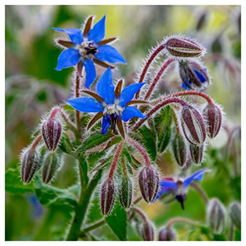 Everwilde Farms - 150 Borage Herb Seeds - Gold Vault Jumbo Seed Packet - Image 3