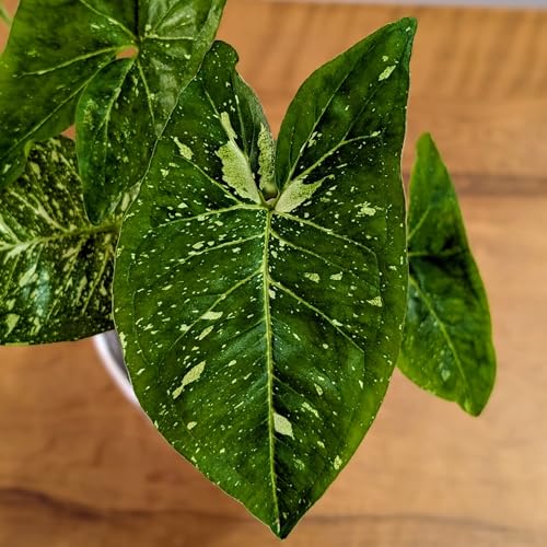 Image of LittleJungle Syngonium Panda Galaxy (very rare) - Healthy Live Plant with White Pot, Air Purifying Plant, Indoor Plants for Living Room, Gifting, Rare Plants, Balcony, Home Decor & Office Desk