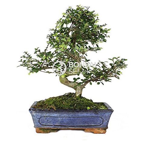 Bonsai Sei - Zelkova Parvifolia de 10 años en tiesto de cerámica esmaltada Cover