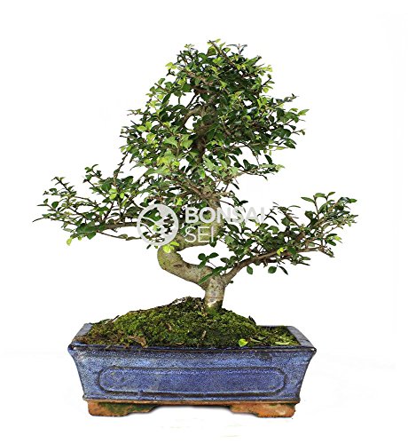 Bonsai - Olmo chino, 10 Años (Bonsai Sei - Zelkova Parvifolia) Cover