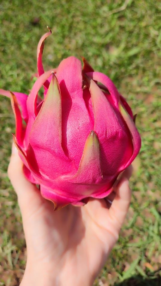 Pitahaya Púrpura 2kg Fruta Fresca Producción Local Castellón España Pitaya Rosa Fruta del Dragón