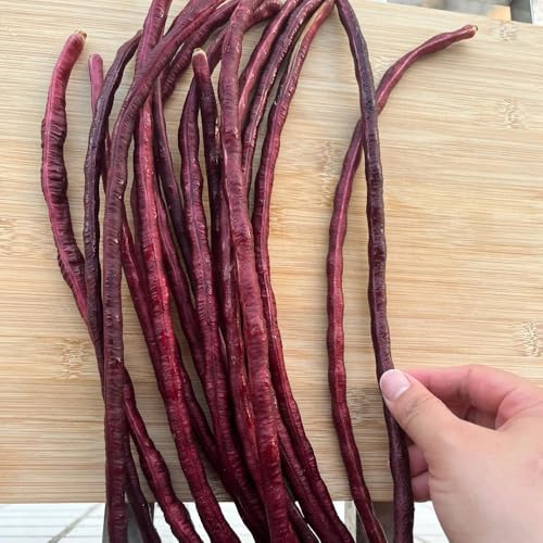 semillas de frijol de jardín - silvestres orgánicas 50pcs