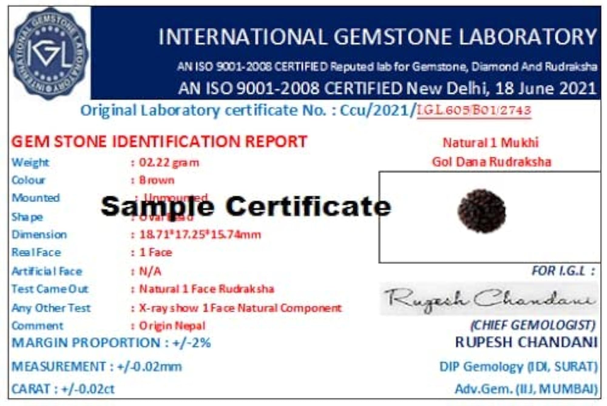 Original 1 Mukhi Rudraksha Bead, Certified