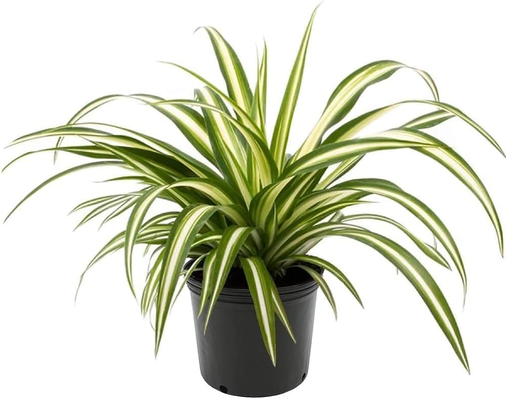 Natural spider plant with Pot Pack of 1-image-27