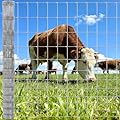 Cattle Farm Fence 6ft x 100ft Heavy Zinc Coating Galvanized Wire Fencing 14GA, for Goat Deer Yard Livestock Animals Protection