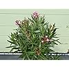 Tropictrees Nerium Oleander | Oleander planten winterhard | altijd groene winterharde plant met een hoogte van 80-100 cm…