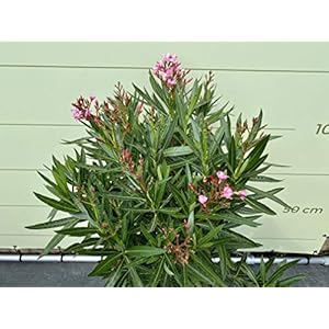 Tropictrees Nerium Oleander | Oleander planten winterhard | altijd groene winterharde plant met een hoogte van 80-100 cm…