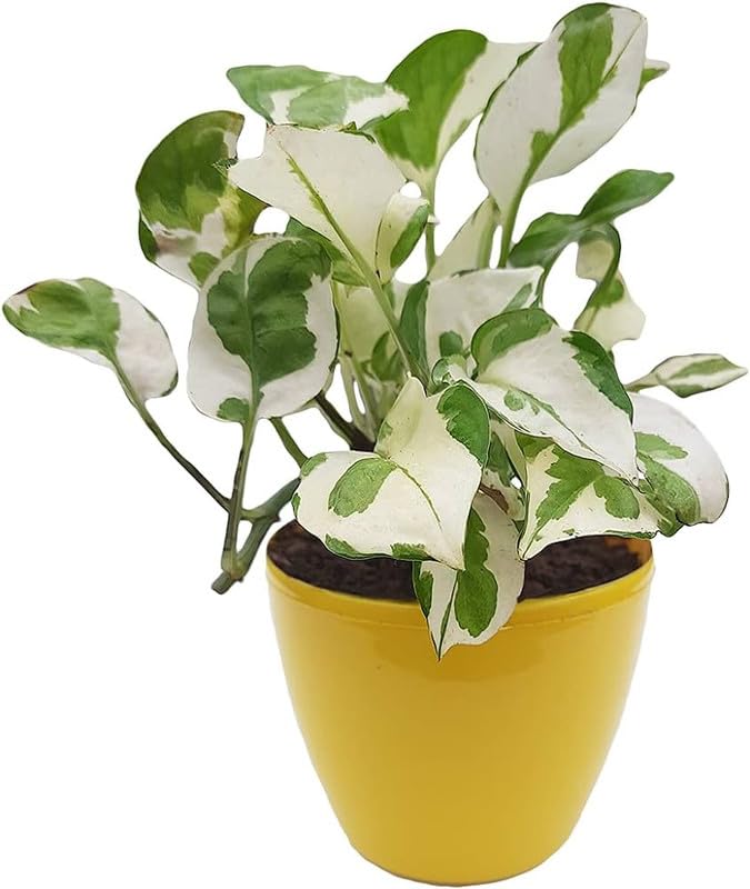 Small original indoor plants for home decor big size,Money plant (Pack of 1) (B0CWZ475CM) Amazon Price History, Amazon Price Tracker