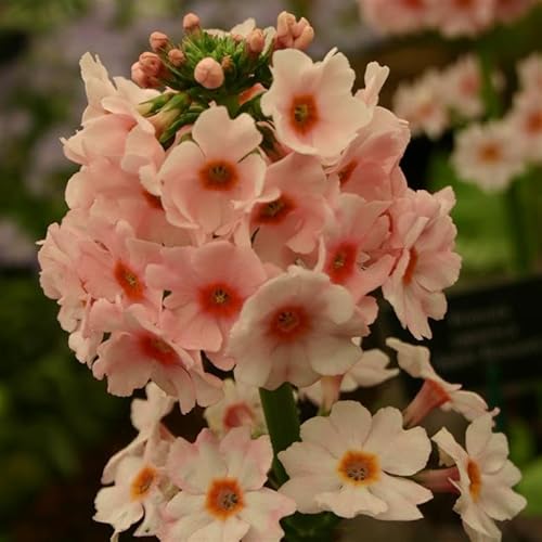 Primula Japonica 'Apple Blossom' – Elegant Candelabra Primrose with Soft Pink Blooms, Perfect for Damp Borders – by Park Farm Plants (1 x 9cm Pot) - Cosy Home Interiors Primula Japonica 'Apple Blossom' – Elegant Candelabra Primrose with Soft Pink Blooms, Perfect for Damp Borders – by Park Farm Plants (1 x 9cm Pot)