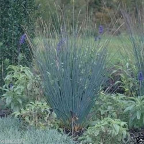Juncus Patens Seeds- (10 Seeds) Carmen's Gray',Rush Ornamental Grass,