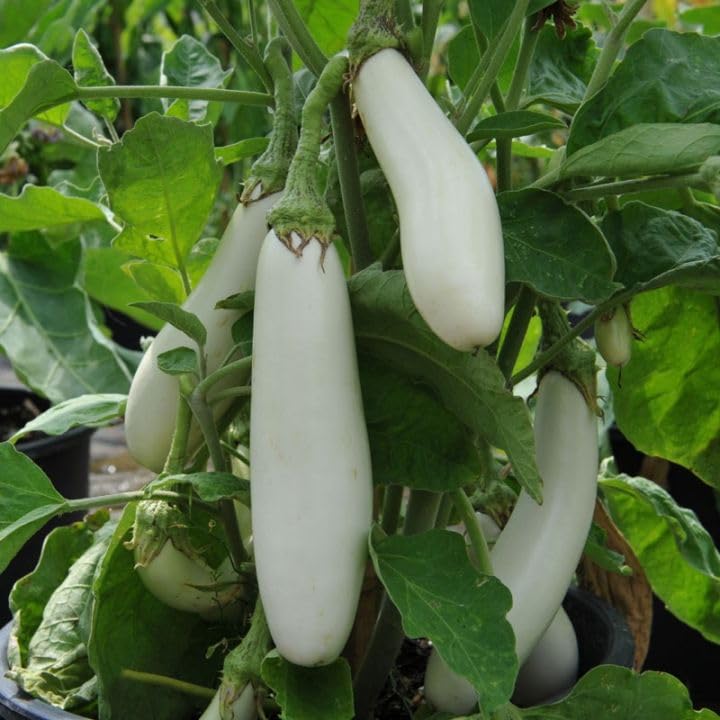 Agrey Brinjal white Long Vegetable Seeds (White, Pack of 50 Seeds) (B0CZ964F8L) Amazon Price History, Amazon Price Tracker