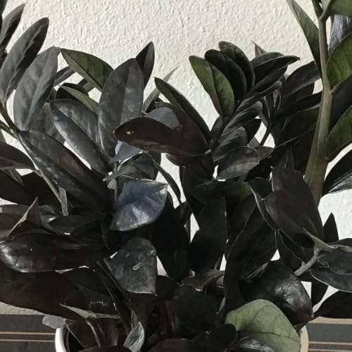 Image of ZZ Black Raven Plant Zamioculcas Zamiifolia Live Indoor Plant Air-Purifying Exotic Dark Foliage for Office and Home in a 4-Inch Self-Watering Matte White Pot