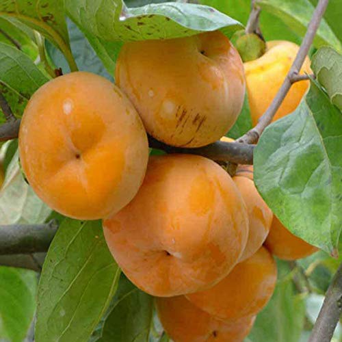10+ Persimmon Tree Diospyros Hachiya Fruit Seeds Tall Potted Plant Great Tasting Fruit #TOP2