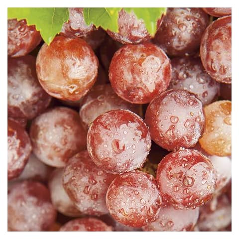Plant Theory 60cm Red Grape Vine Bush Cover