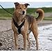 Anny-X Brustgeschirr Fun Schwarz-Schwarz | Hundegeschirr Größe XXS (Brustumfang 36-42 cm)