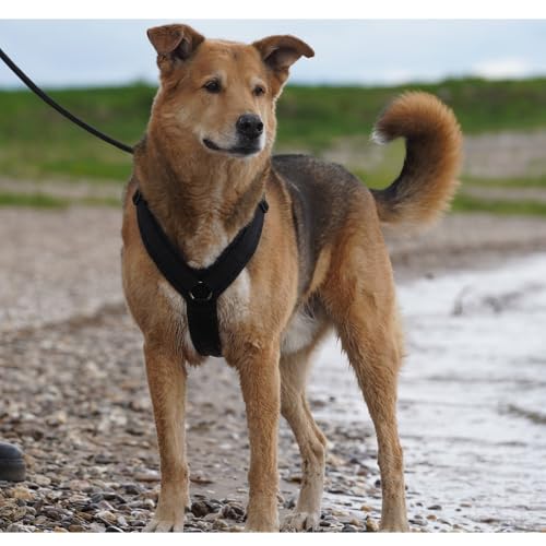 Anny-X Brustgeschirr Fun Schwarz-Schwarz | Hundegeschirr Größe XXS (Brustumfang 36-42 cm)