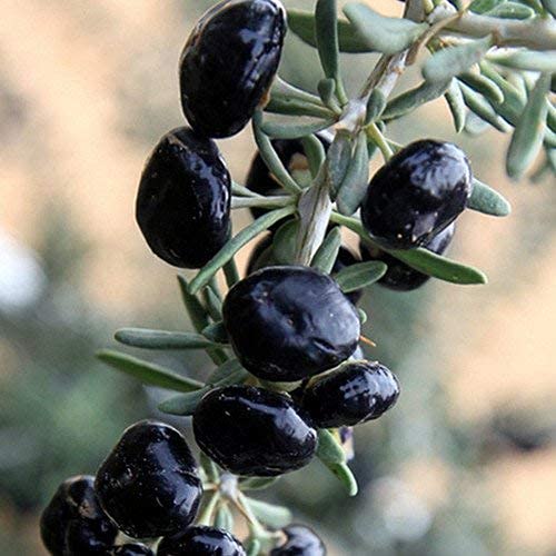 Royal Paradise Garden Rare Goji Berry Fruit Seed"Black" Exotic 20 Fruit seeds for Growing (B094BZ9FWJ) Amazon Price History, Amazon Price Tracker