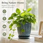 6 Inch Ceramic Plant Pots with Drain Hole & Saucer, Ceramic Pots for Indoor Plants - Succulent, Snake Plant, Money Tree, Aloe Vera, Basil Planter(Glaze Blue)