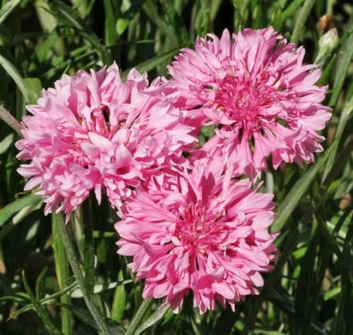 500 pcs Pink Tall Double Cornflower Seeds - Heirloom Bachelor Buttons