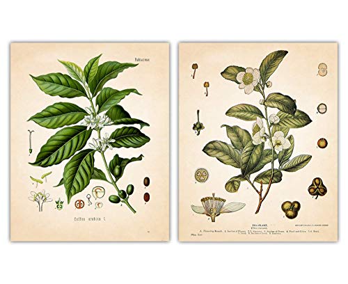 Vintage Coffee and Tea Plant Botanical Wall Art - Give Your Home A Touch of Elegance With Plant Pictures Wall Art, Unframed Set of 2, 11x14 Botanical Decor Poster Prints