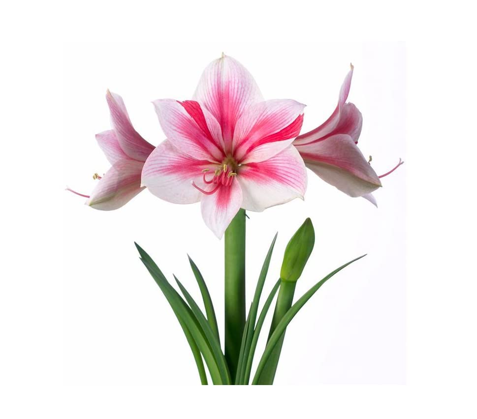 Taylors Bulbs AP75L Amaryllis 'Gervase' Premium Gift Pack