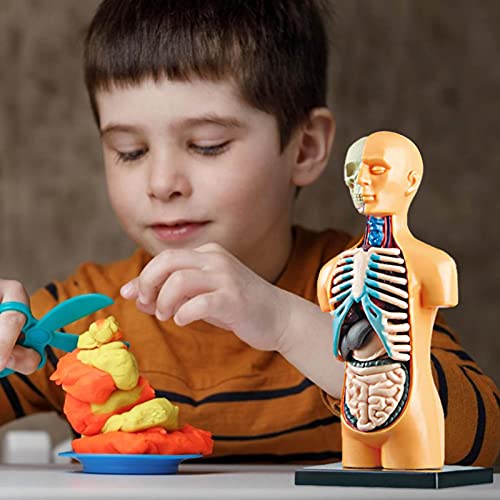 Yiida - Modello di corpo umano per bambini con