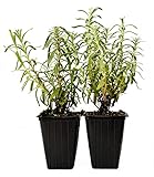 9GreenBox - Hidcote Blue Lavender - 2 Pack