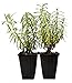 9GreenBox - Hidcote Blue Lavender - 2 Pack