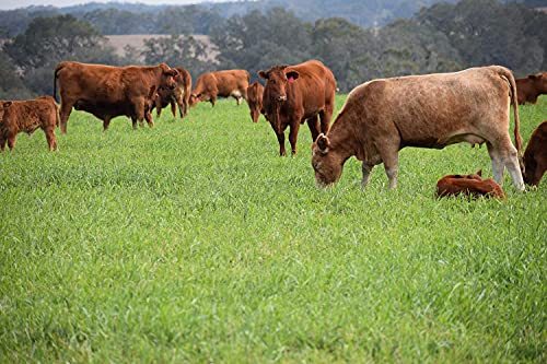 Forage Crop Seed Blends For Cattle Feed Temperate Climates