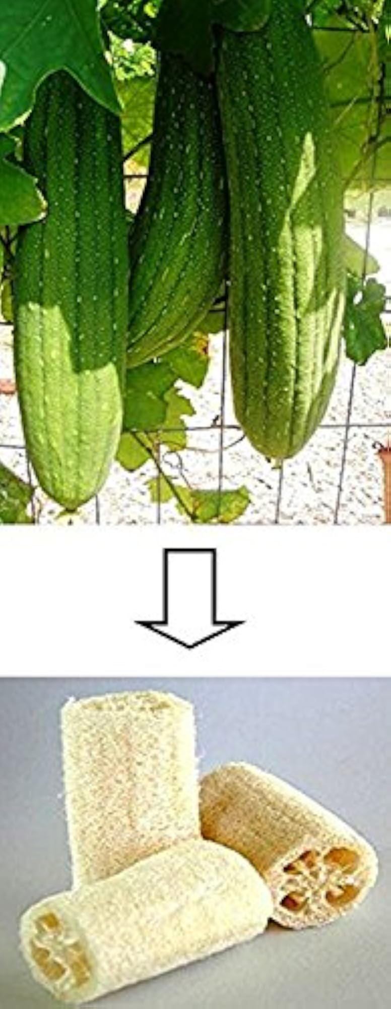 Generic Long Natural Loofa/Loofah Ridge Guard