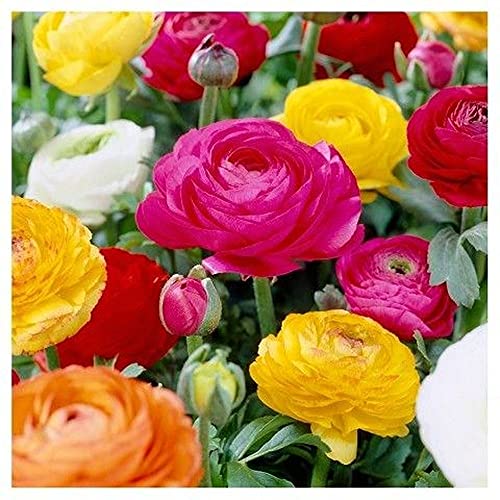 Live Green Flower Bulbs | Ranunculus Mix Exotic Bulbs For Home Gardening - (Pack Of 35 Bulbs)
