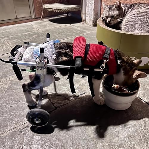 Adjustable 2-Wheel Wheelchair for Disabled Kittens & Puppies | Mobility Aid for Cats with Arthritis & Amputation | Animal Hind Leg Support & Walking Tool