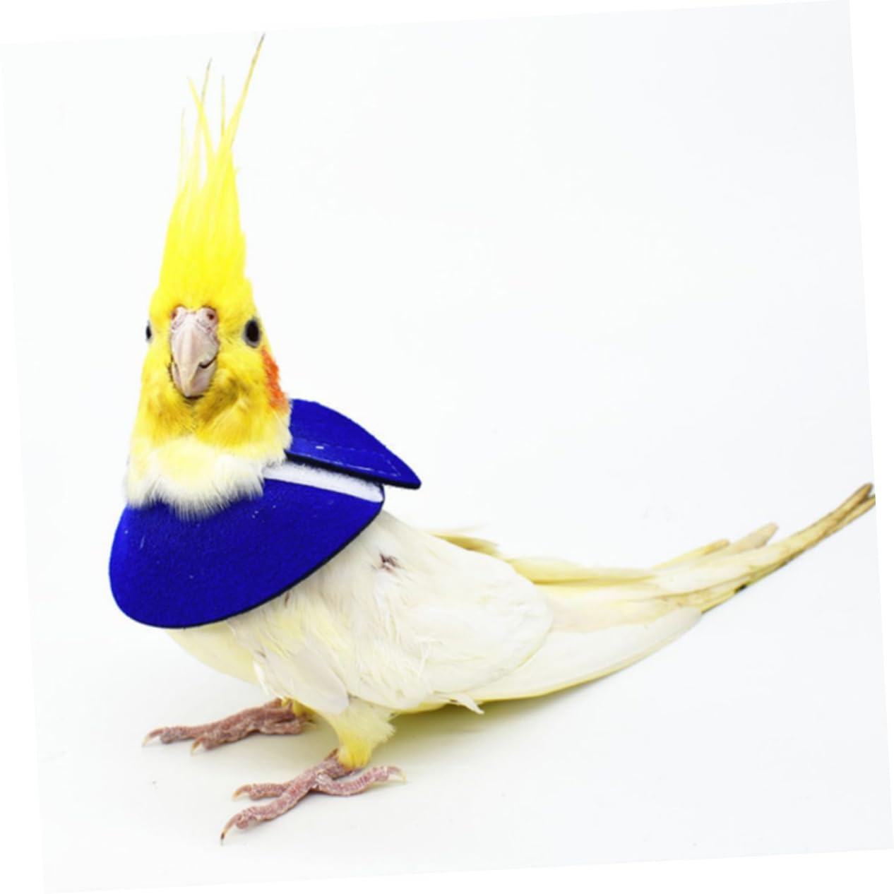 Beavorty -Biting Fur Collar Parrot Cone Bird Protection Belt Pet Bird Scratch Prevention