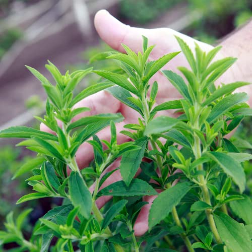 250 Stevia Sweetleaf Herb Plant Seeds I Natural Stevia Seeds for Planting I Non-GMO Heirloom Seeds
