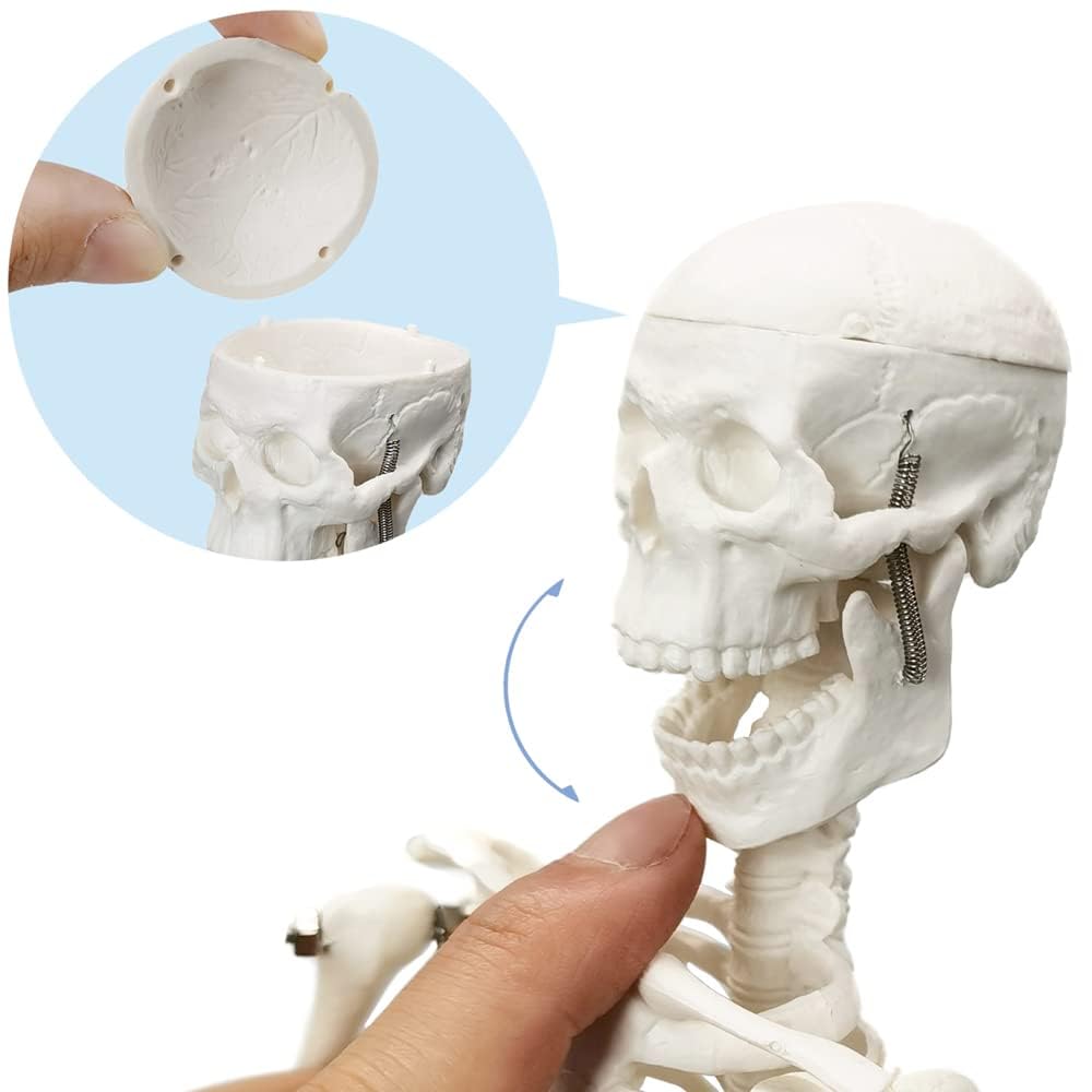 45 cm Hoch Menschliches Skelett Modell für Anatomie,Menschliches Körpermodell,Ganzkörper mit beweglichen Armen, Beinknochenstrukturen, Ganze Wirbelsäulenrippen des Skelettmodells sind integriert