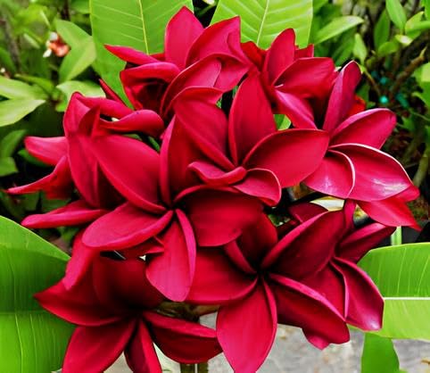Live Plumeria Fragrant Flower Plant Exotic Red,Kathchapa | Kathgolap| Champa| Champaka Hybrid Healthy Live Plant for Outdoor Home Garden (pack of 1)-image-20
