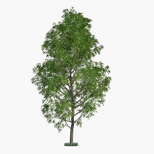 3 Hybrid Poplar Tree Cuttings - Fast Growing Shade or Privacy Trees - 3 Live Trees