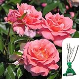1 x Rosa Fragrant Delight – Floribunda Rose - Lush Pink Blooms - Sweet Fragrance for a Vibrant Garden - When Only The Best Will Do - Top Grade “A” Roses