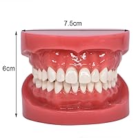 Vista 2 de Angzhili Modelo de dientes estándar de Typodont dental para práctica de enseñanza Demostración de hilo dental Modelo para estudio