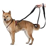 hundeleine für Grosse Hunde, reflektierend-e Nylon Führleine, Leine Hund gepolstert Neopren Handschlaufen, Doppelgriff, Geeignet für mittlere bis große Hunde 150 * 2.5CM.