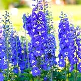 Blue Delphinium Larkspur Flower Seeds Tall Variety 30+ Non-GMO Seeds for Growing