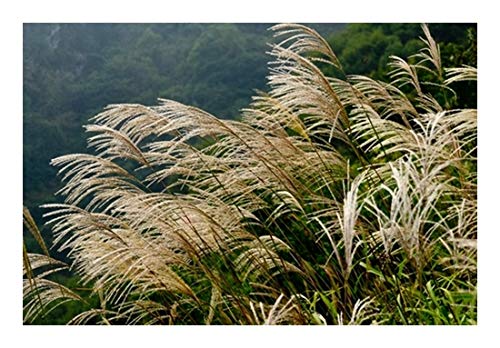 RP Seeds Miscanthus sinensis Hybrids (Chinese Silver Grass) - 40 Seeds