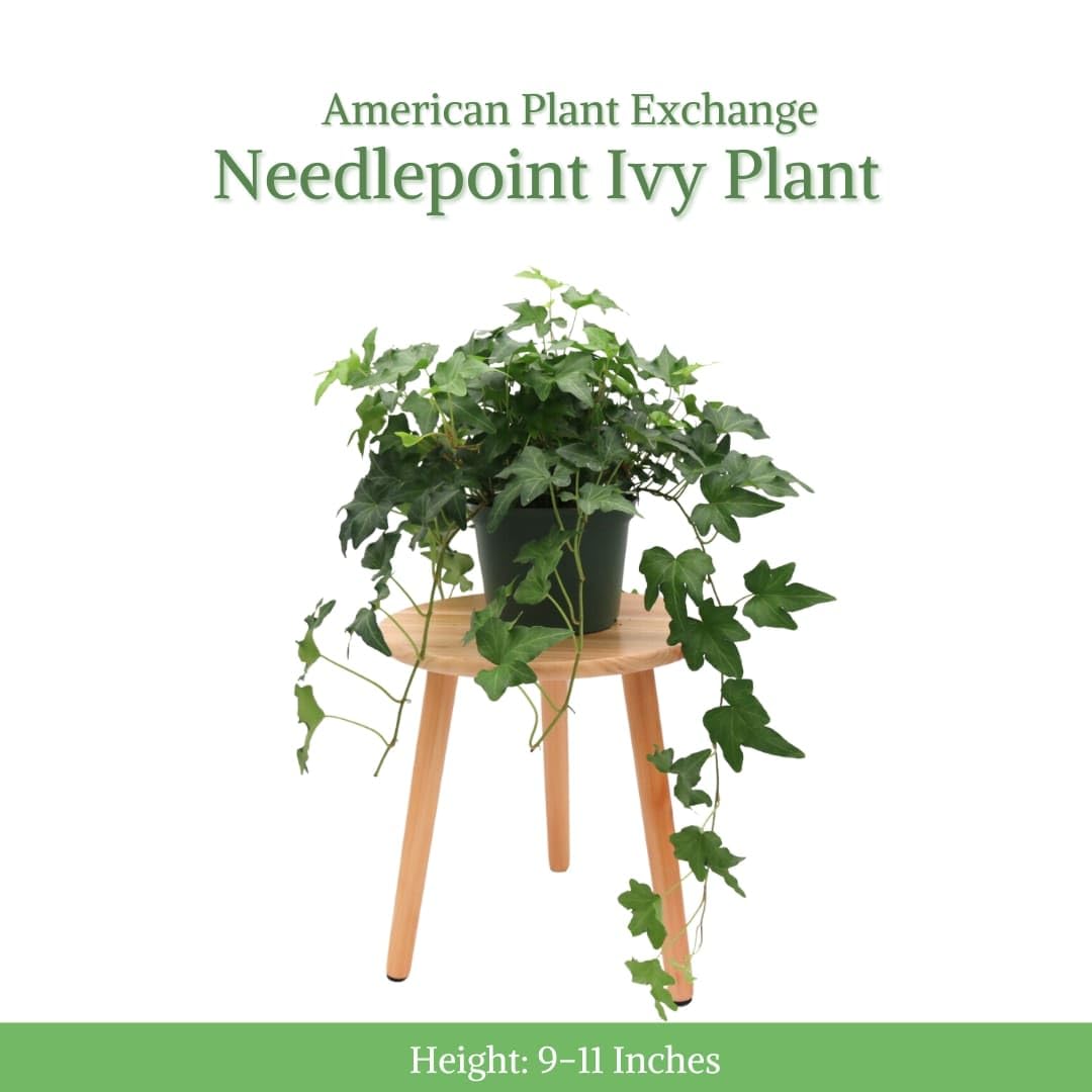 Amazon.com : American Plant Exchange English Ivy 'Needlepoint' – 6