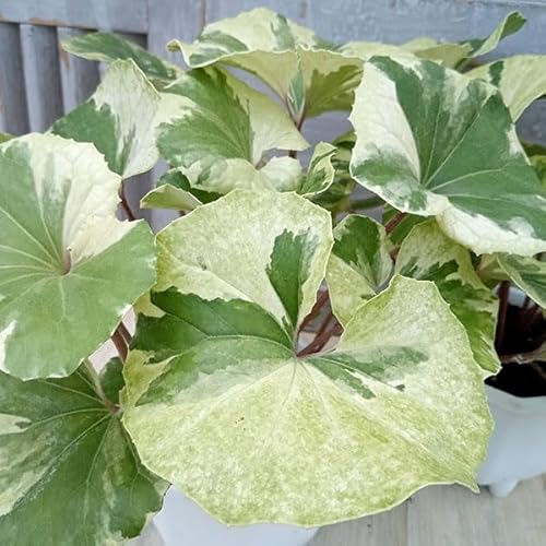 ツワブキ：銀月（ギンゲツ）5号ポット[葉が白くなる小型の石蕗]のサムネイル