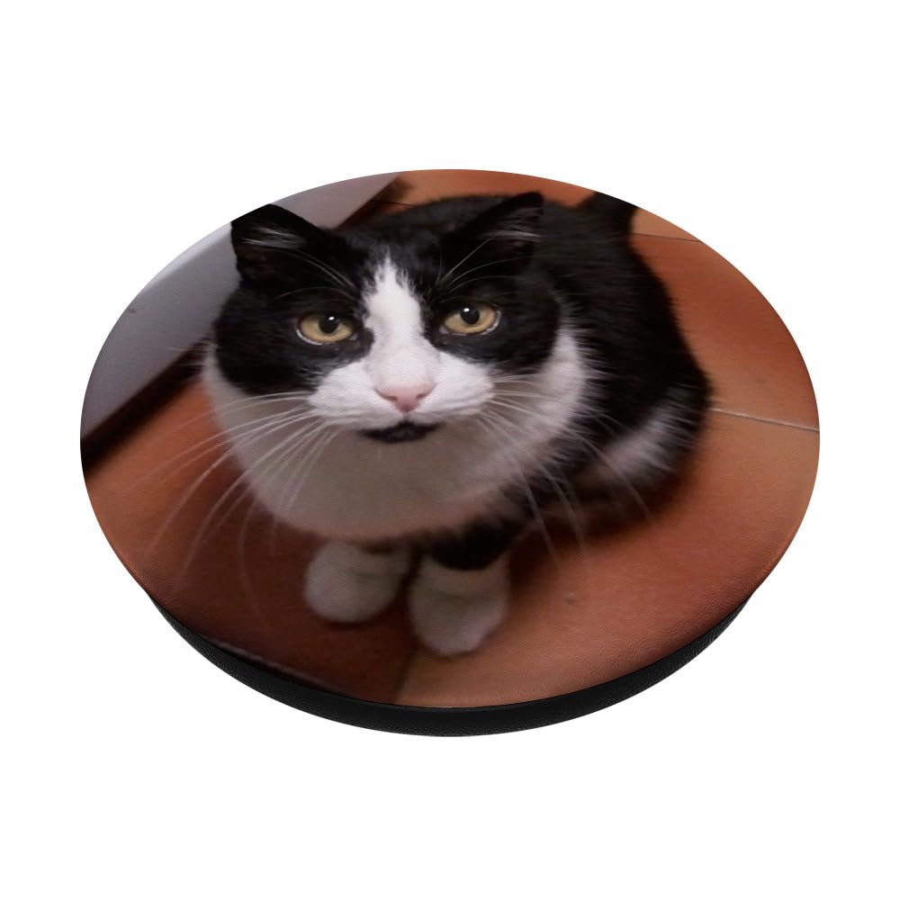 gato♡ Amazon.com: Tuxedo Black White Cat PopSockets Standard PopGrip