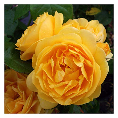 Rose Roald DAHL- Wonderful Living Gift Idea Named After Author Roald Dahl